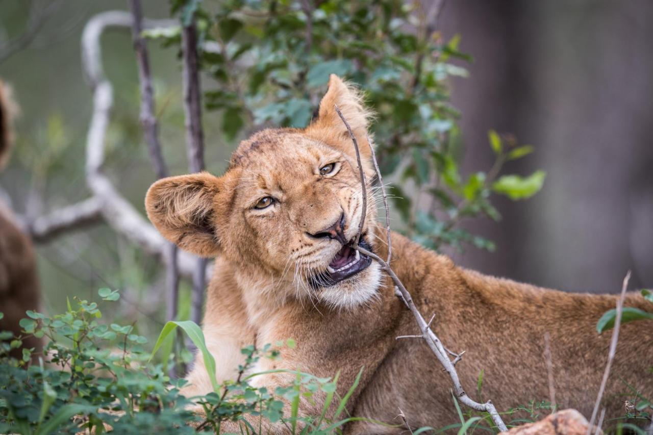 Laluka Safari Lodge - Заповедник Велгевонден Экстерьер фото