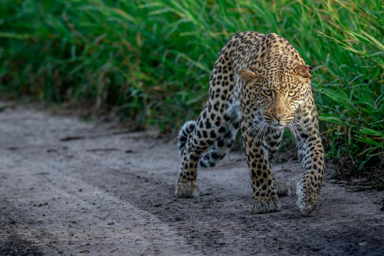 Laluka Safari Lodge - Заповедник Велгевонден Экстерьер фото