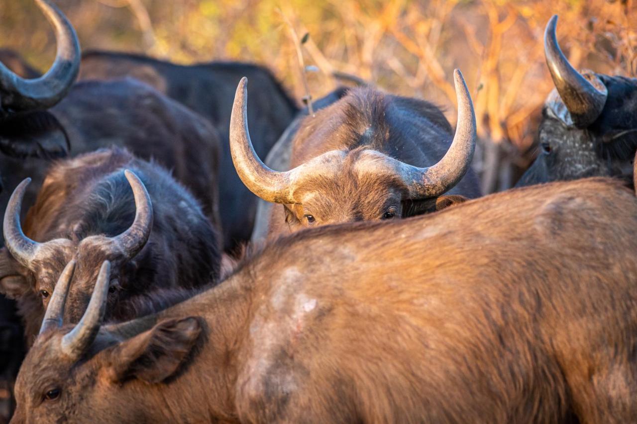 Laluka Safari Lodge - Заповедник Велгевонден Экстерьер фото