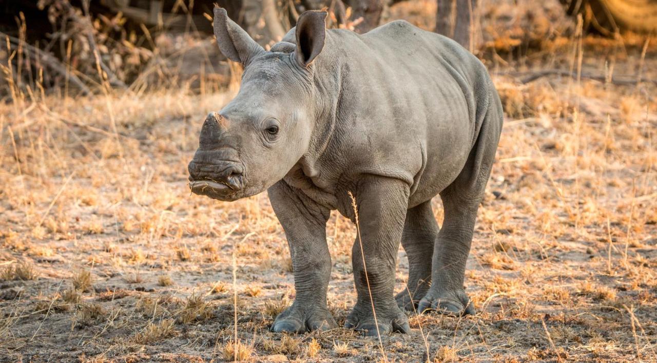 Laluka Safari Lodge - Заповедник Велгевонден Экстерьер фото