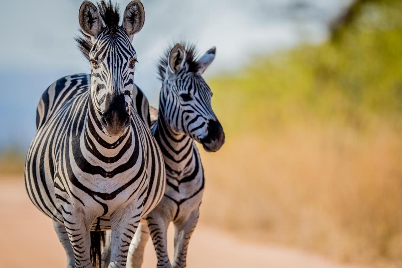 Laluka Safari Lodge - Заповедник Велгевонден Экстерьер фото